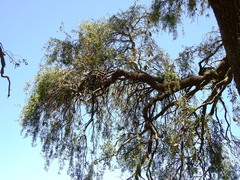 Aspidosperma quebracho-blanco