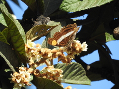 Doxocopa laure laure