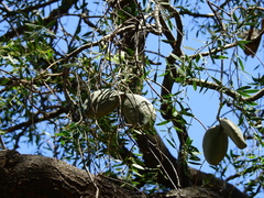 Aspidosperma quebracho-blanco