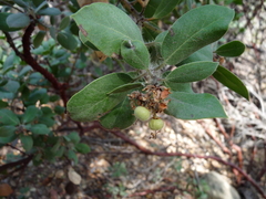 Arctostaphylos