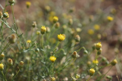 Nolletia chrysocomoides