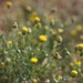 Nolletia chrysocomoides - Photo (c) Paul Herment, alguns direitos reservados (CC BY-NC), uploaded by Paul Herment