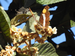Doxocopa laure laure