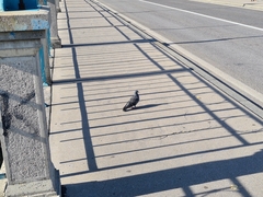 Columba livia domestica