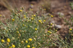 Nolletia chrysocomoides