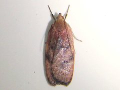 Phaeosaces coarctatella