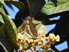 Doxocopa laure laure