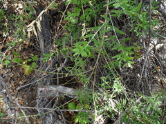 Rhinotropis cornuta fishiae