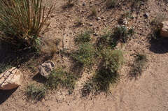 Nolletia chrysocomoides