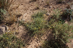 Nolletia chrysocomoides