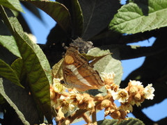 Doxocopa laure laure