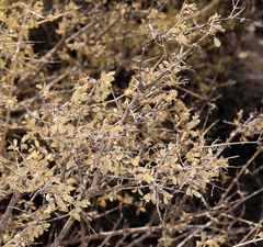 Symphoricarpos longiflorus