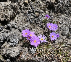Primula concinna