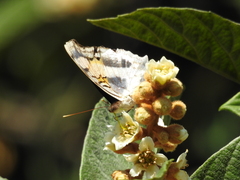Doxocopa laure laure