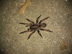 Stenoterommata platensis