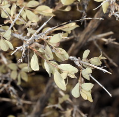 Symphoricarpos longiflorus