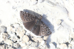 Erynnis tristis
