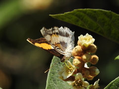 Doxocopa laure laure