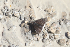 Erynnis tristis