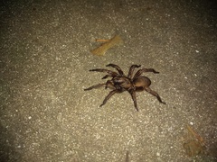 Stenoterommata platensis