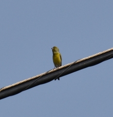 Serinus canaria