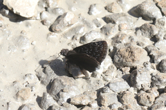 Erynnis tristis