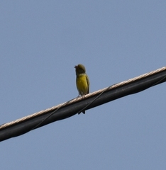 Serinus canaria