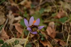 Bombus terrestris