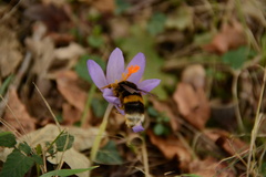 Bombus terrestris