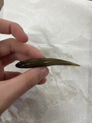 Fundulus olivaceus