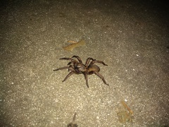 Stenoterommata platensis