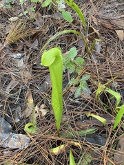 Sarracenia minor