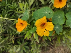 Tropaeolum majus