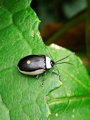 Aspicela unipunctata