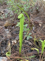 Sarracenia minor