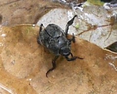 Hoplia