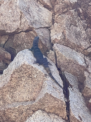 Ctenosaura hemilopha