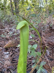 Sarracenia minor