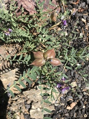 Astragalus gruinus