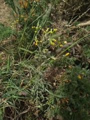 Senecio sylvaticus