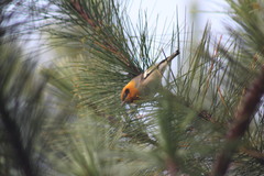 Peucedramus taeniatus