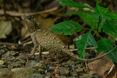 Acanthosaura crucigera