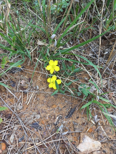 Porcupine root (Talinum afrum)
