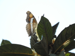 Doxocopa laure laure