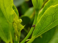 Dioxyna picciola