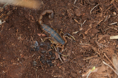 Uroplectes triangulifer