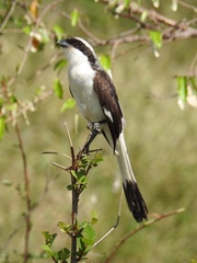 Lanius excubitoroides