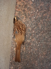 Zonotrichia albicollis