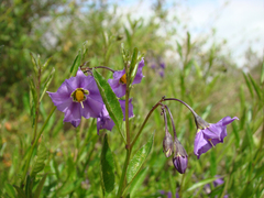 Solanum parishii