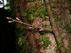 Passiflora saulensis